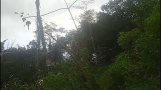 Suara anakan kutilang vs anakan trucukan pikat 