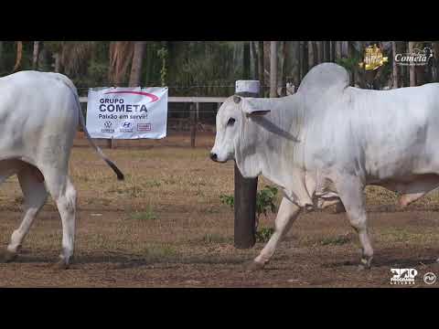 Nelore Cometa | 17º Leilão | Touros | Lote 143