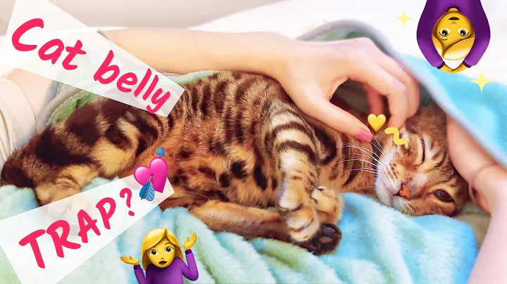 Video 5738211: sweet bengal cat, born bengal, small kitten, kitten big, kitten playing