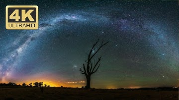 Motion Graphics Background Video Loop Part 2 - Single Tree Animation 4K - Download Free Footage