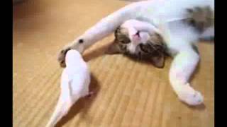 Наглый попугай пристаёт к коту. Наглый попугай пристаёт к коту.