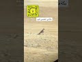 صباح الخير مقناص صقور شيهانه الخفجي الشمال لاتنسوا الاشتراك في القناة وتفعيل الجرس بكة اليوم