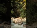 Beautiful River Flowing - Relaxing Nature Video