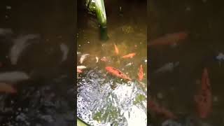Bamboo forest @stephenpatalinghug7031 #shortsvideo #localattractions #localtour #shortsyoutube