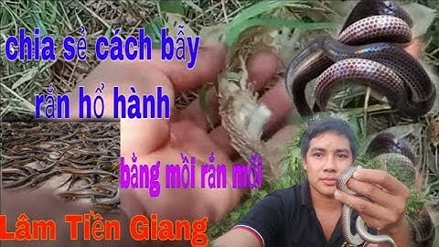 cách bẫy rắn hổ hành bằng mồi rắn mối cực kỳ hiệu quả #lamtiengiang #
