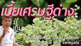 เบี้ยเศรษฐีด่าง ข้อสั้นแข็งแรง ใบงาม เลี้ยงง่าย Portulacaria afra variegata