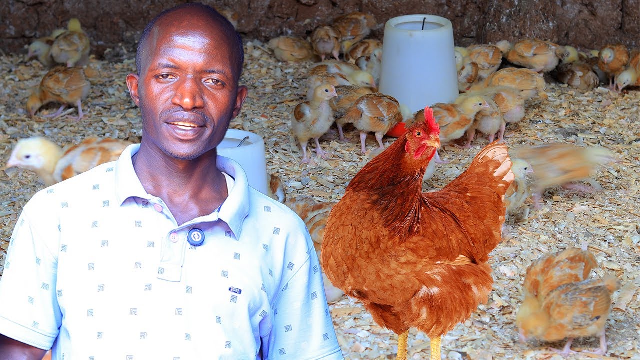 Wifuza kumenya uko watangira korora inkoko ntucikwe nikiganiro