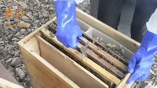 Stainless Steel Beehive Frame Holder Beekeeping Lifter Capture Grip Beekeeper Tools Accessories