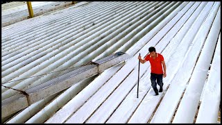 Satisfying Natural Rubber Production Process !  Asia's Largest Rubber Farm !