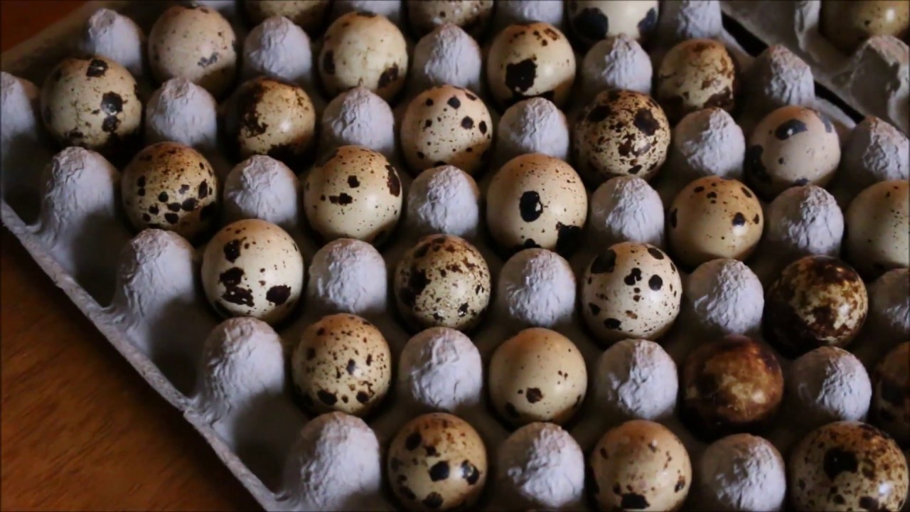 Unboxing 250 Jumbo Brown Coturnix Quail Eggs Youtube