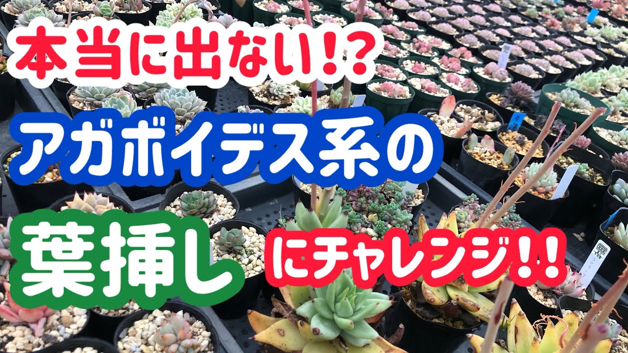 It really won't grow!? Trying leaf cuttings from Agaveoides