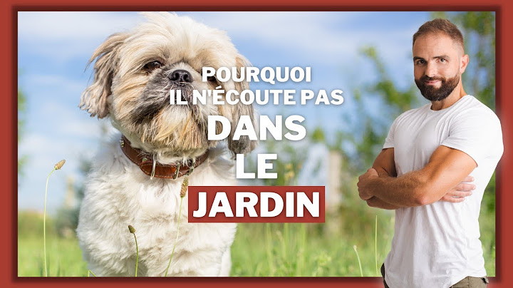 Pourquoi mon chien ne m'écoute pas dans le jardin ?