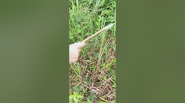 Cây mắc cỡ, loài hoa của tuổi thơ