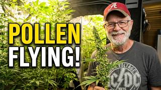 Breeding Tent Update:  The Pollen is Flying