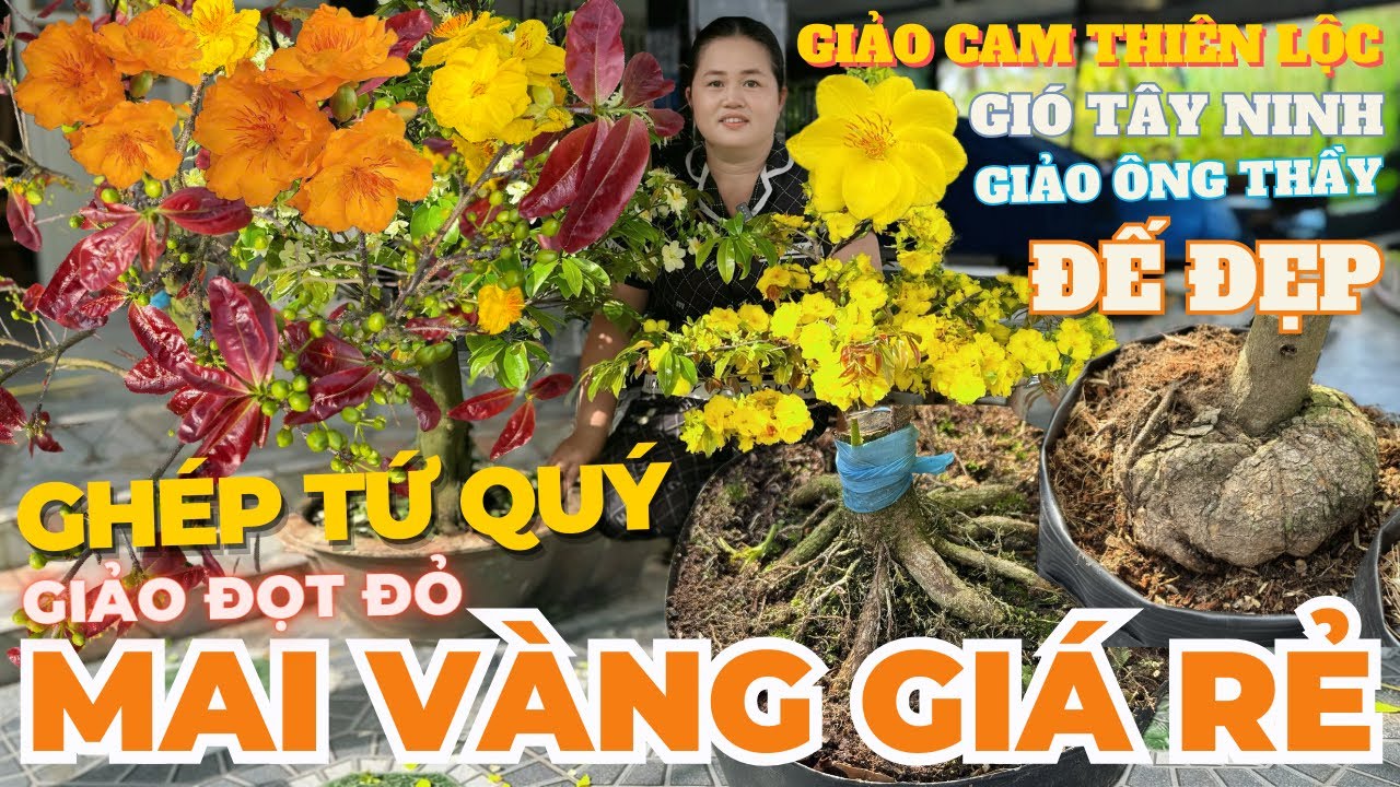 01-03 CHỊ THANH TRÀ Giao Lưu Mai Vàng Giá Rẻ Đế Đẹp, Giảo Cam Thiên Lộc Ghép Tứ Quý • THÀNH TRỌNG LÊ