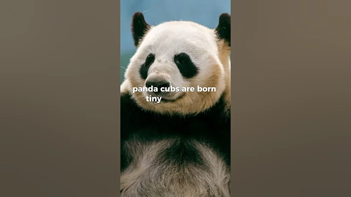 Did you know that pandas are some of the worst mothers? #animals #panda #shorts