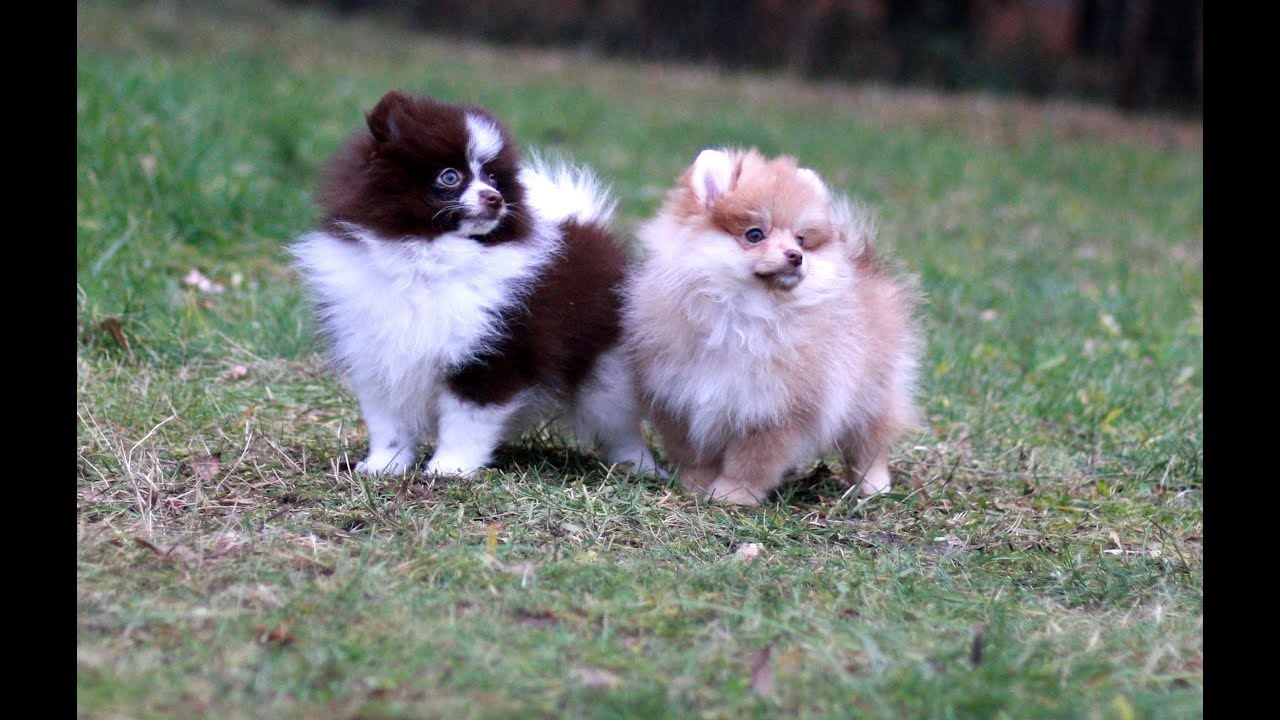 Pomeranian Spitz PUPPIES RARE COLORS YouTube