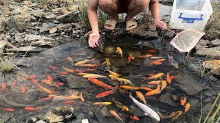 Catching Japanese KOI and More Fish | Mutant Goldfish, Catfish, Puffer Fish, Multicolored Koi