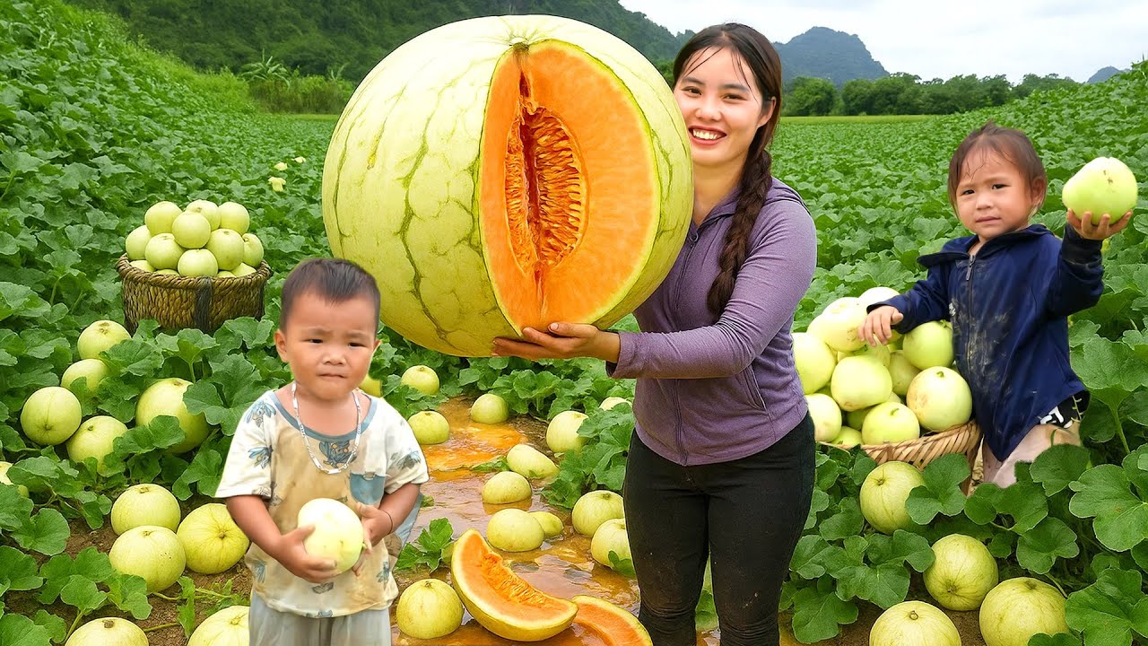 Harvesting Green Melon to sell at the market - Cooking Yummy Chicken for my small daughter