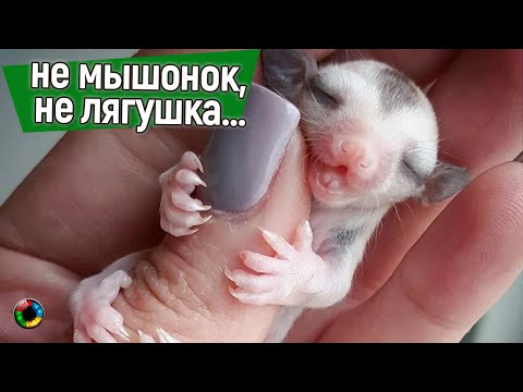 Не мышонок, не лягушка…