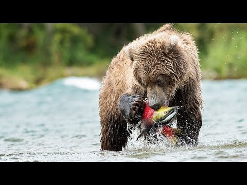 Vídeo: 17 Poderosos Retratos De Los Osos De Alaska - Matador Network