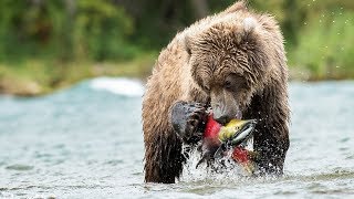 Grandes documentales - Rusia salvaje: el reino de los osos y los volcanes