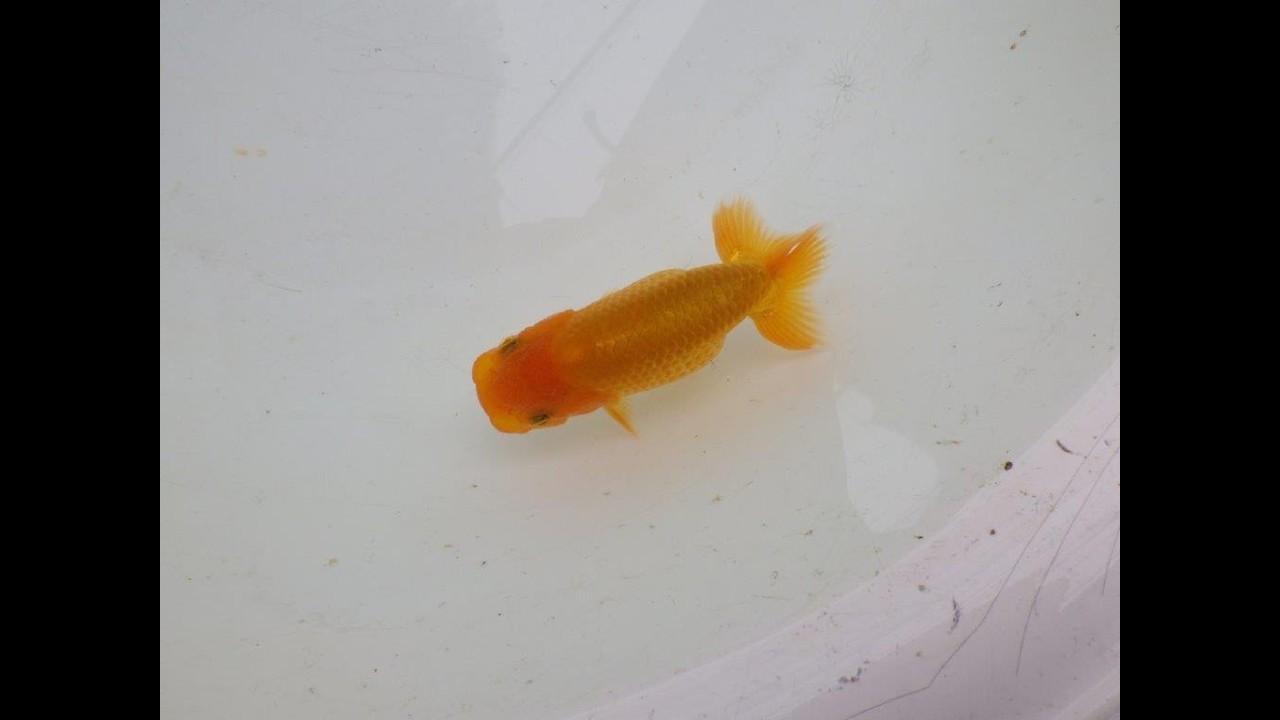 愛知超優良系統 】魚の雰囲気が良くご鑑賞お勧めの当歳らんちゅう約8,5