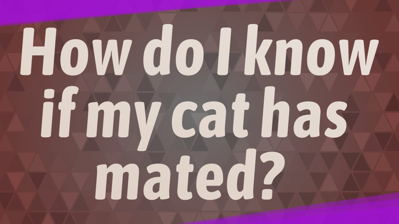 How do I know if my cat has mated? YouTube