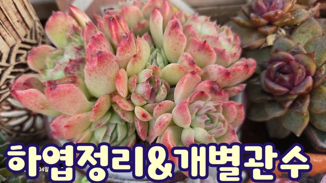 다육이 하엽정리 & 관수하기