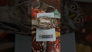 Как определить по у  Домовой сыч 🦉🦉🦉