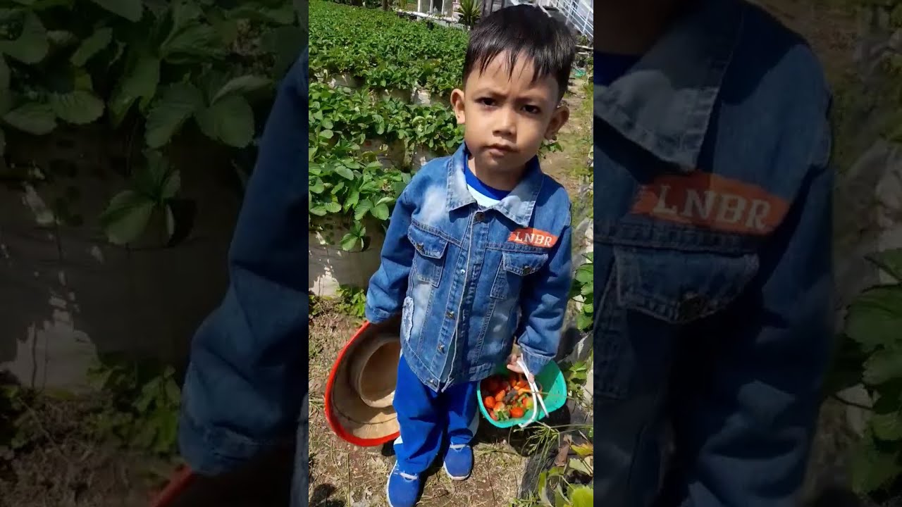 Kebun Strawberry Catra Wonosobo