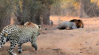 Un Léopard Stupide Rencontre Un Lion ! Voici Ce Qui S'est Passé Ensuite....