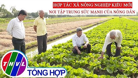 Nông nghiệp bền vững: Hợp tác xã nông nghiệp kiểu mới - Nơi tập trung sức mạnh của nông dân