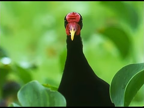 Lily-Trotters Mating Rituals | Attenborough | Trials of Life | BBC Earth