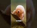 The 5 Most Biologically Impossible Animals on Earth #Animals #Animalfacts
