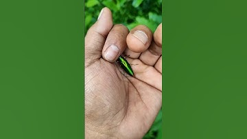 It is the Smaller shiny jewel beetle part🪲😂🐞#nature #shorts