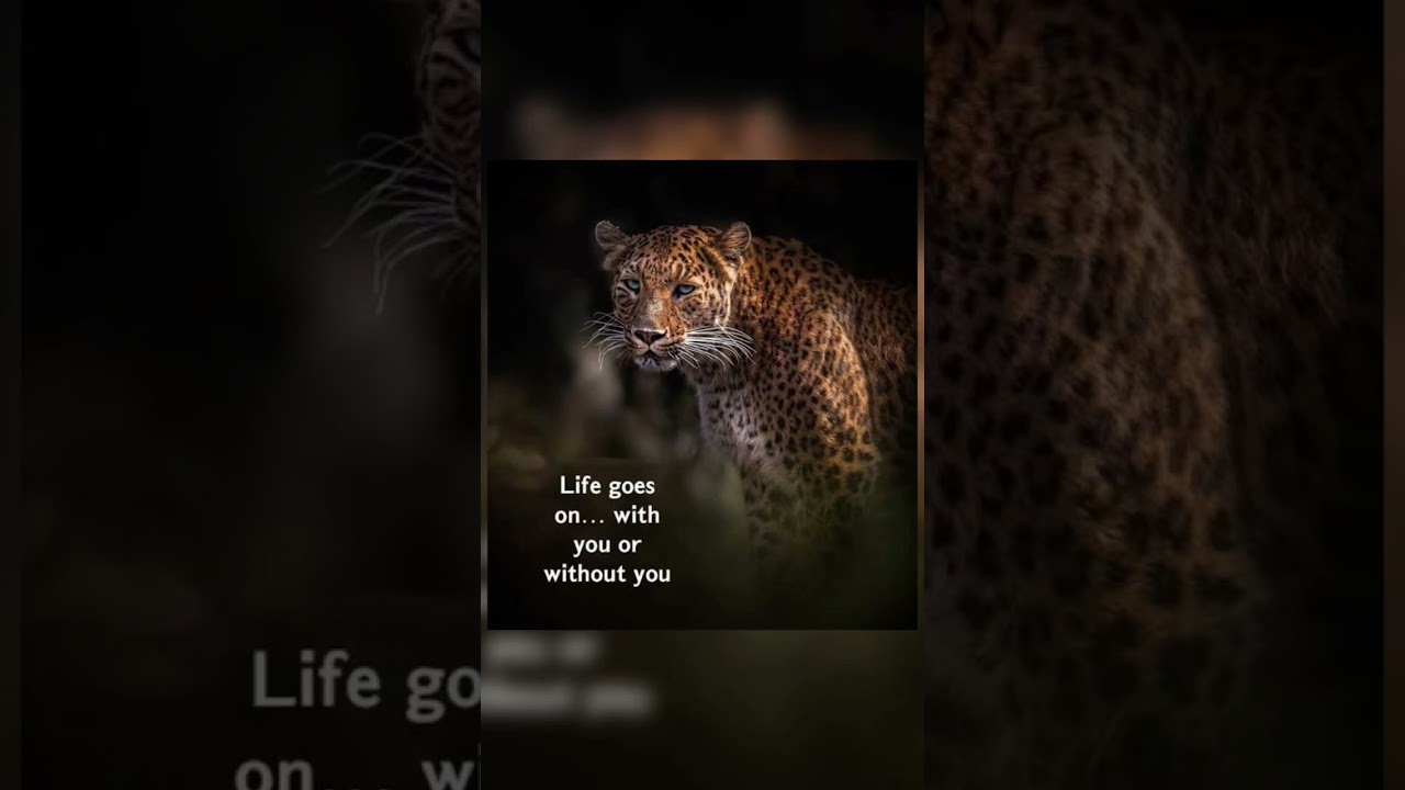 #motivation#ytshorts#viral#trending#stayfocused#lifegoals#quotes#youtubeshorts#inspiration#success