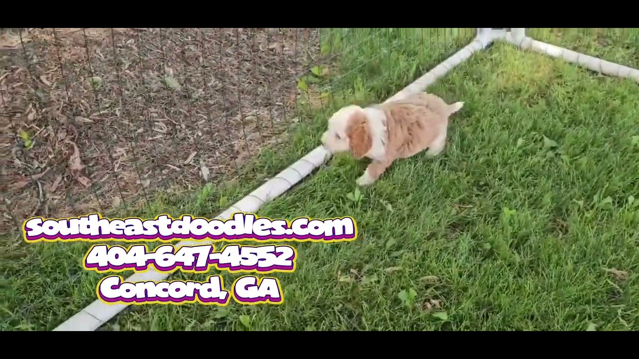 Meet Kojak Video