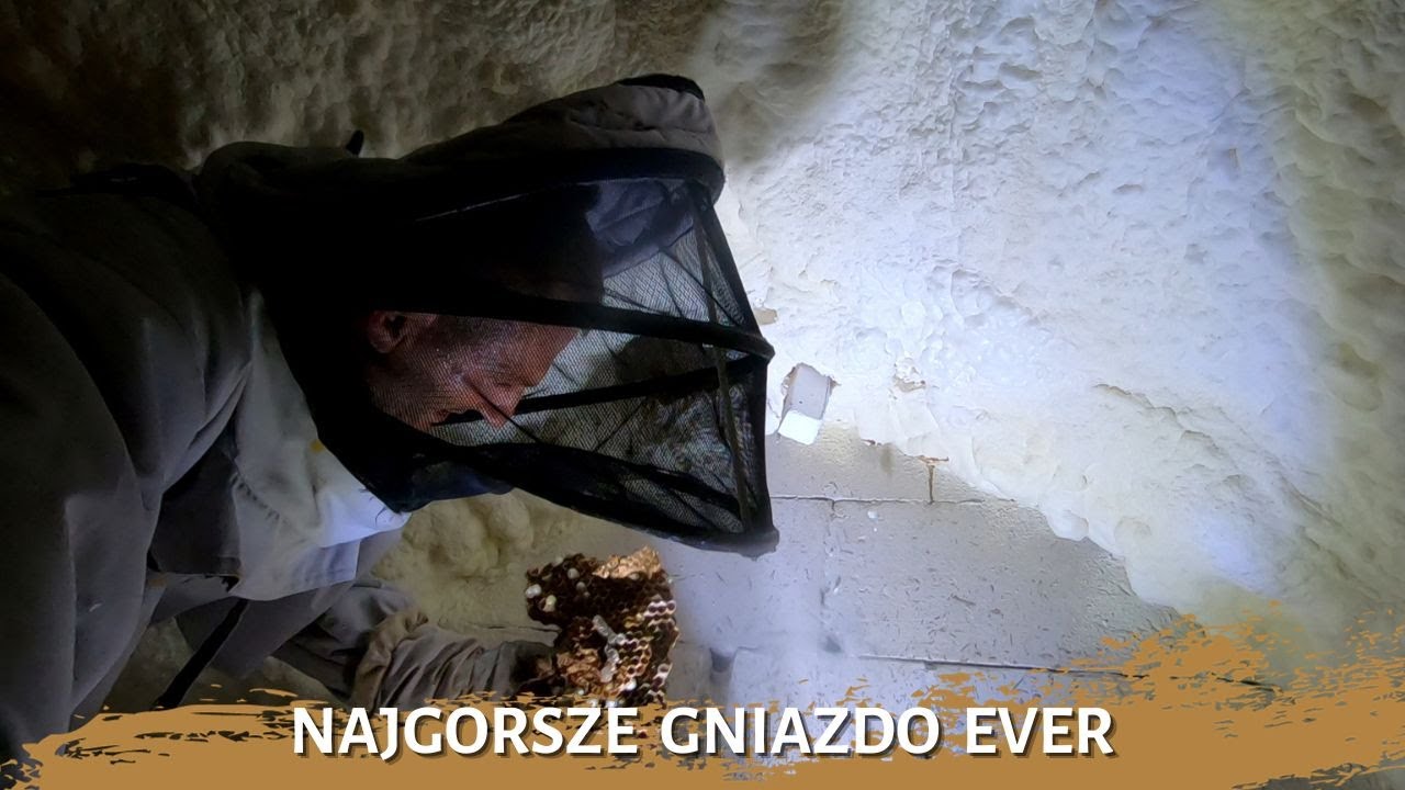 Najgorsze gniazdo szerszeni ever - usuwanie gniazda szerszeni
