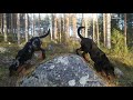 Beauceron puppies - Three months today の動画、YouTube動画。