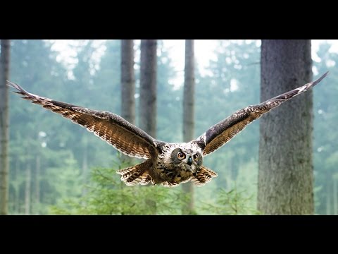 Video [Truyện ngụ ngôn kinh điển của nhà văn Hy Lạp cổ đại... - youtube