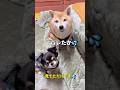 食いしん坊たち🐶🐶#柴犬 #チワワ #shorts