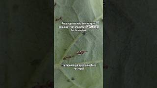 Aphid BATTLE: Ant-Aphid Mutualism