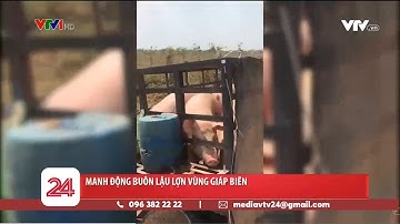 Manh động buôn lậu lợn vùng giáp biên | VTV24