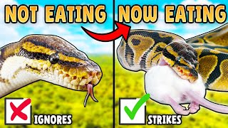 How to Get a Ball Python to Eat! by Reptiles and Research 2,728 views 4 months ago 6 minutes, 47 seconds