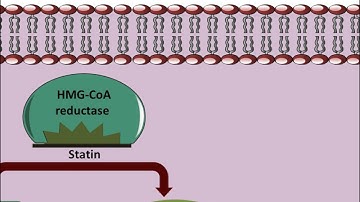 Mechanism of action of Statins
