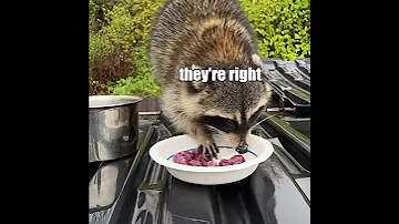 Raccoon Dumpster