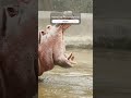 Hippo  farting    pooping