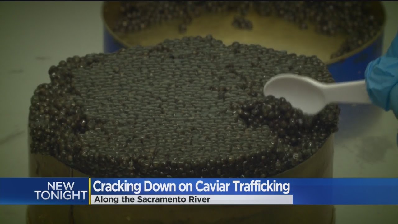 Caviar Crackdown Officers Watching Sturgeon Poachers On Sacramento
