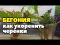 Как укоренить черенки бегонии